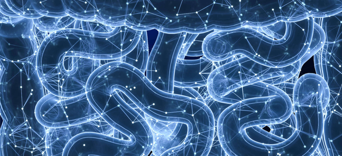 GI Health and the Gut Microbiome: How the new Jona platform analyzes GI Health